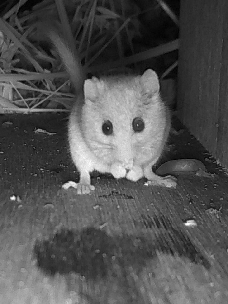 A dormouse standing on a wooden floor beside straw nesting material.