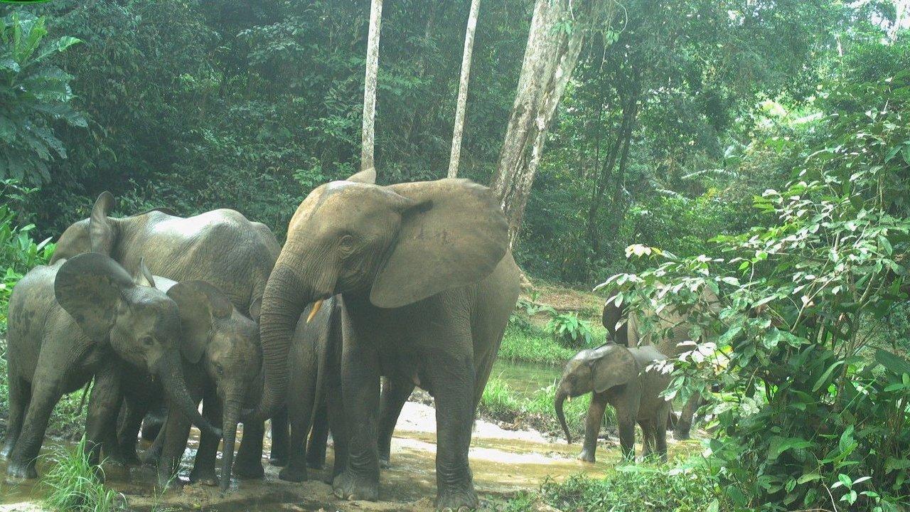A herd of forest elephants, including calves, standing in a lush rainforest.