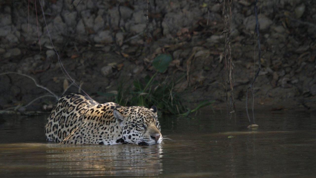 A jaguar wading through shallow water beside a muddy, rocky riverbank