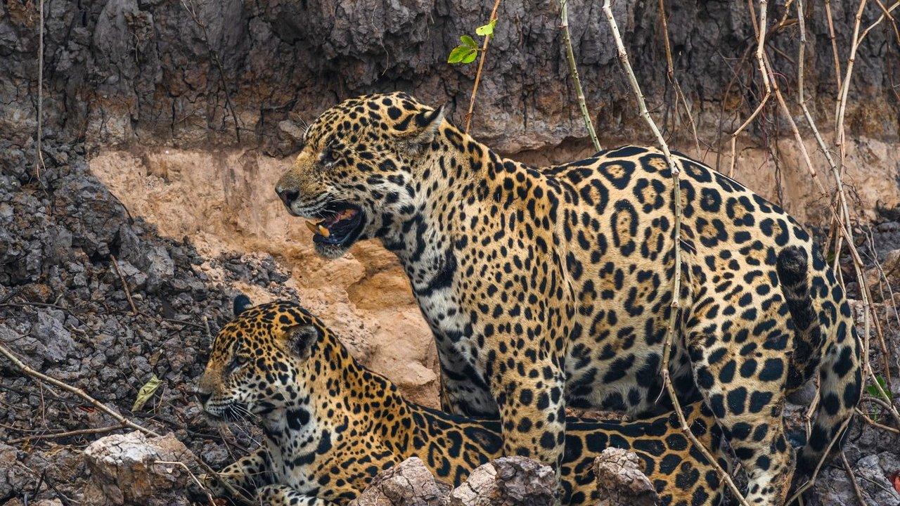 Two jaguars resting among rocks and dry branches.