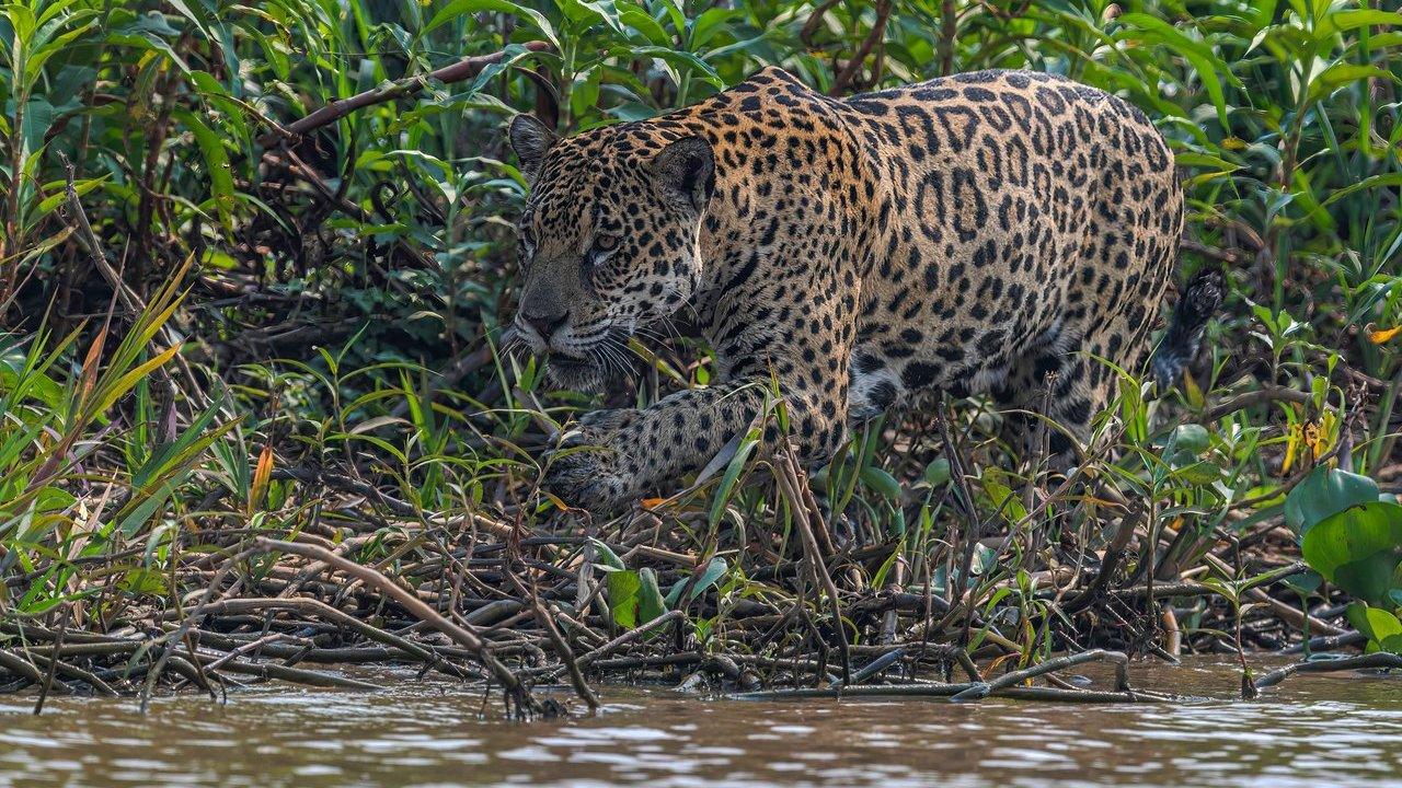 A jaguar stands with its cub among dense riverside vegetation.