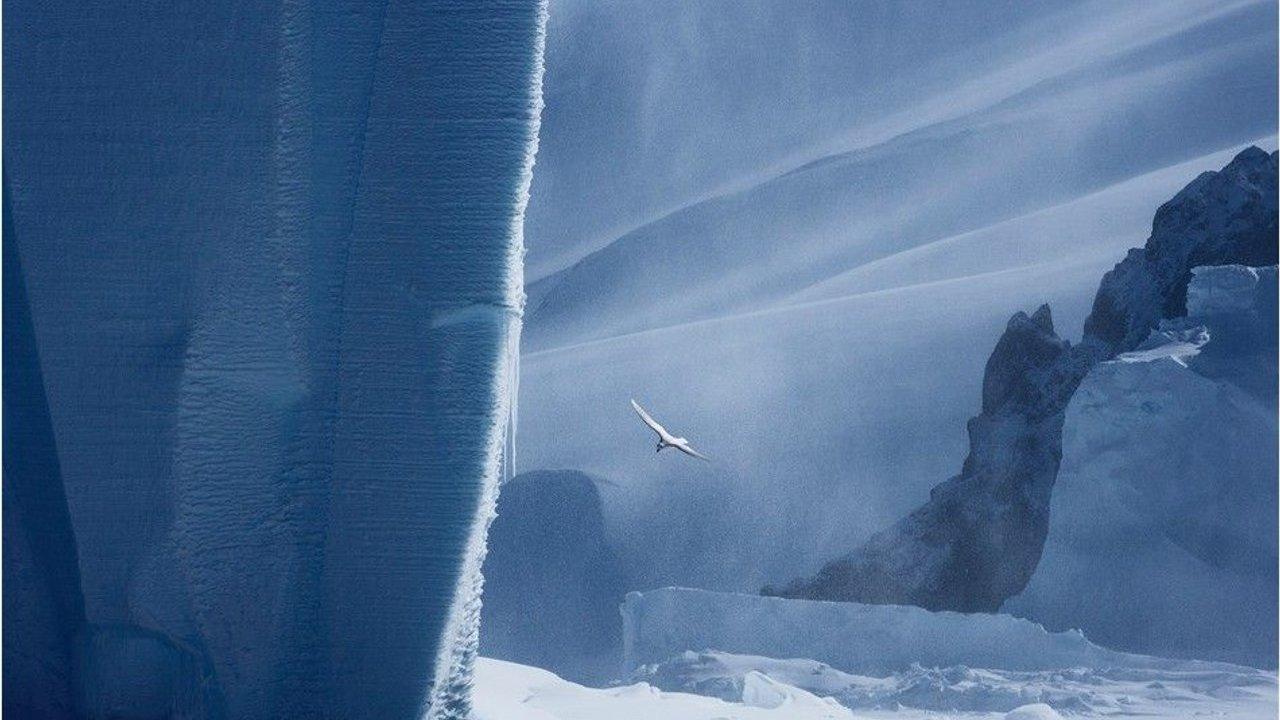 A white bird flies between towering ice formations and snow-covered rocky cliffs.
