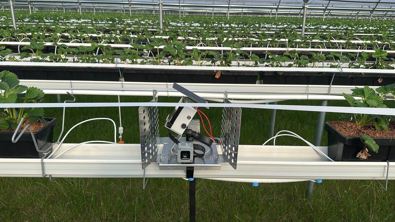 Automated sensor device mounted among rows of strawberry plants in a greenhouse