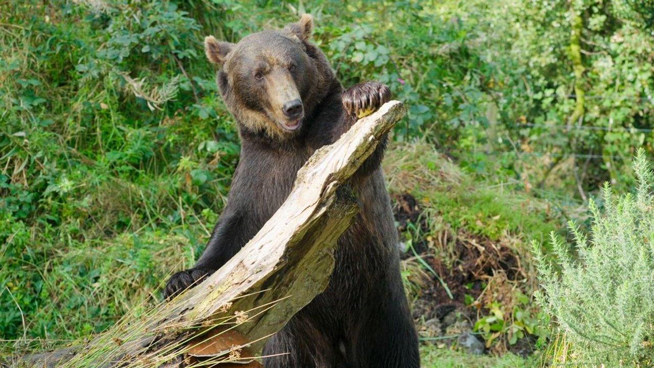 A brown bear standing upright and holding a large fallen tree trunk in a forest.