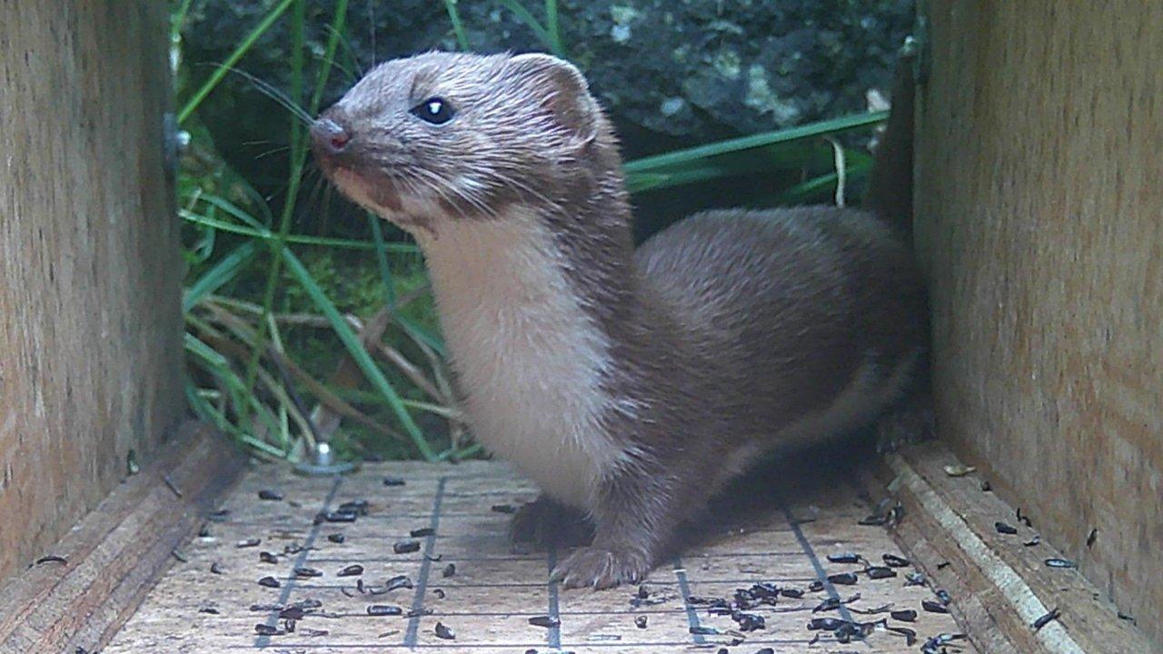 A weasel standing inside a wooden tunnel with grass behind it