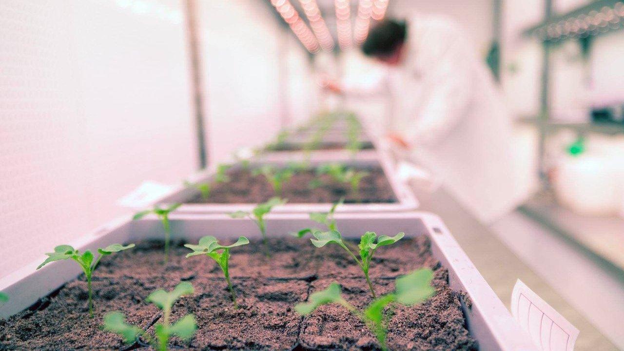 Young seedlings growing in soil trays under indoor grow lights.