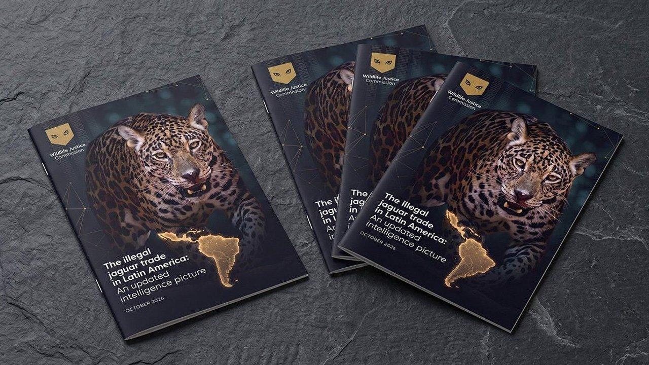 Five reports featuring a jaguar and a glowing map of Latin America on dark stone.