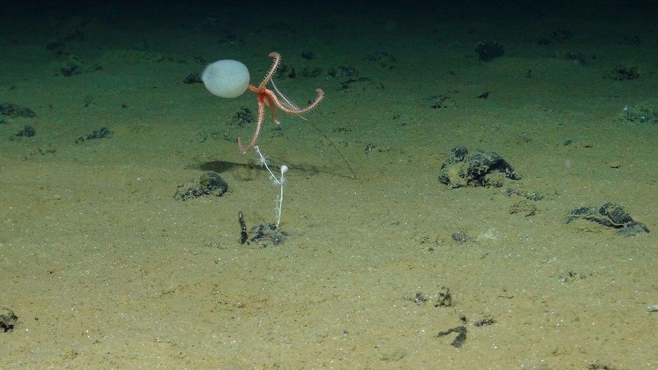 A brittle star clings to a white sea sponge above a sandy seafloor.