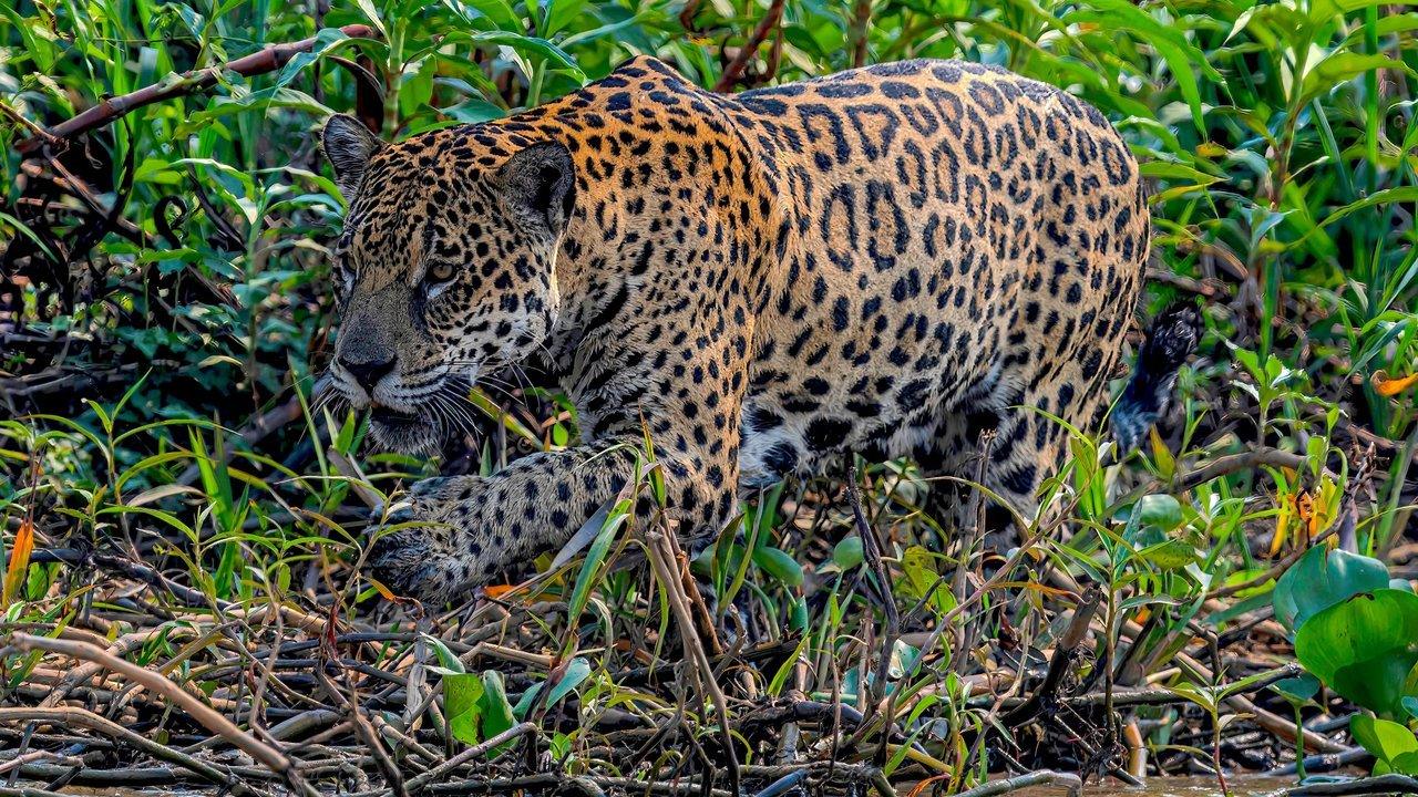 A jaguar walking through dense green vegetation and fallen branches.