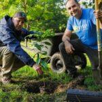 Two men plant a young tree in a park beside a wheelbarrow and shovel.