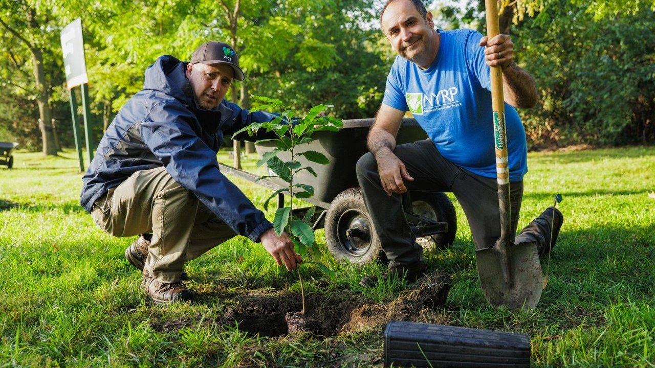 Two men plant a young tree in a park beside a wheelbarrow and shovel.