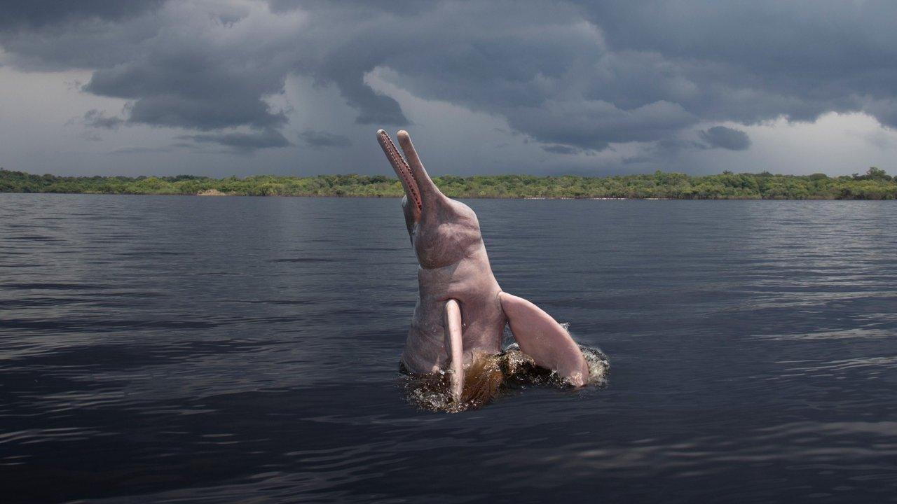 A pink river dolphin leaps from a river beneath dark storm clouds.